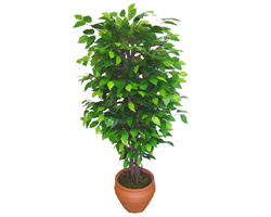 Ficus Benjamin 1,50 cm   Krklareli ucuz iek gnder 